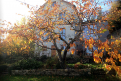 jardin_automne